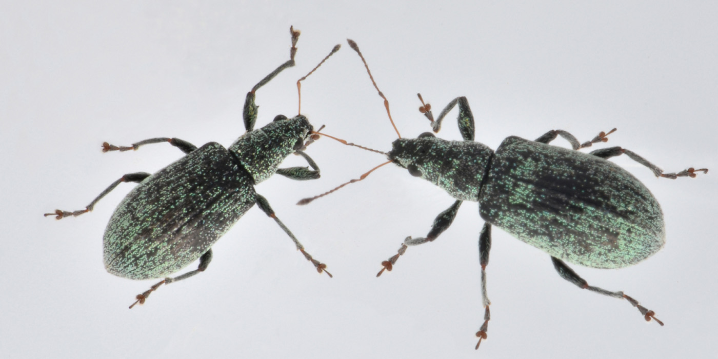 Curculionidae: Phyllobius sp?  No, Polydrusus cervinus, femmina